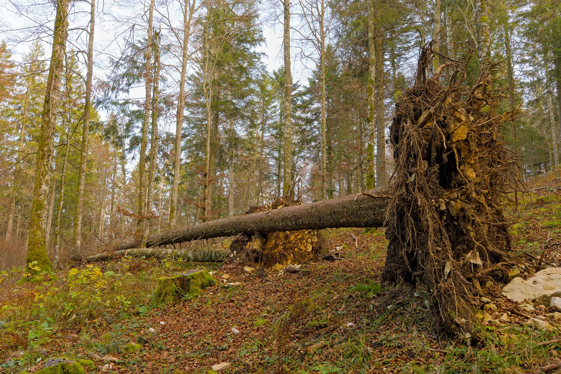 Enlèvement arbre urgence à Antony